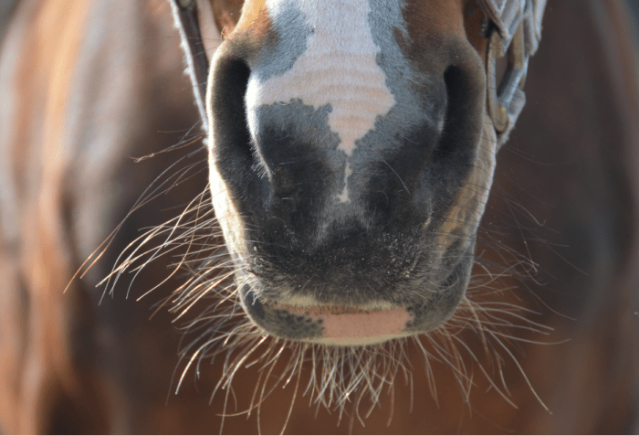 Le système respiratoire : en quoi est-ce une faiblesse majeure pour les chevaux de sports ?